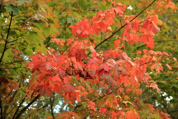 The colors of autumn, colorful leaves on the trees.