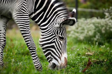 Fototapeta na wymiar Zebra nibbles the grass, close-up portrait. Zebra grazing in the zoo