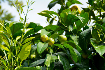 Mandarine, Botanischer Garten in G&uuml;tersloh im September, Zitruspflanze, Mandarinenb&auml;umchen