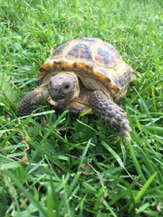  walking turtle on the grass