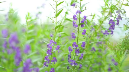 Flower Baikal Skullcap or Chinese Skullcap in Garden