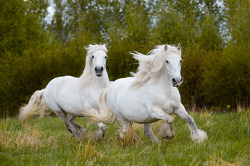 Obraz na płótnie Canvas Two white horses galloping together outdoors in the field. Two big heavy draft horses running freedom on nature background in autumn.