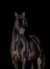 Portrait of a beautiful horse looking forward isolated on black. Black stallion head close up isolated on black background.