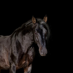 Fototapeta na wymiar Portrait of a beautiful horse looking forward isolated on black. Black stallion head close up isolated on black background.