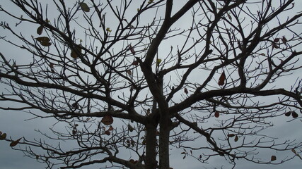 tree in the morning