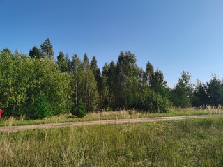 Fototapeta premium forest in the mountains