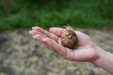 A large snail in the girl's hand against the background of a green forest