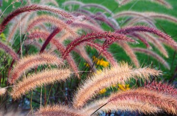 Farbenfroh - leuchtende Pflanzen tanzen im Wind