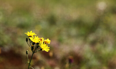 yellow globe flowers meadow in perspective. plant background