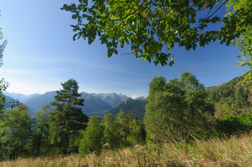 Obraz premium forest in the mountains