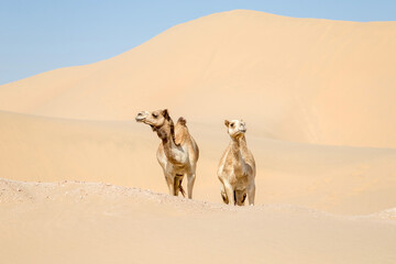 Middle eastern camels in the desert in UAE
