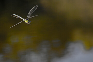 Blaugrüne Mosaikjungfer (Aeshna cyanea) - Blue hawker 