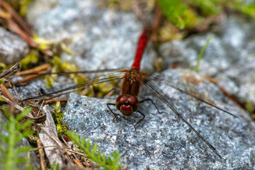Detailed close up of a red dragonfly sitting on a rock