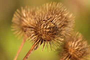 małe  kolczaste  kulki  ostu  usychają  jesienią