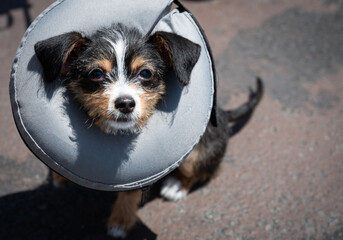 Puppy wearing an inflatable recovery veterinary collar