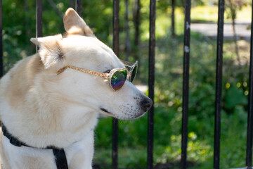 portrait of a celebrity dog wearing heart shaped sunglasses