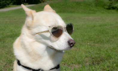 portrait of a celebrity dog wearing heart shaped sunglasses