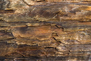 Fototapeta premium The texture of a tree that is under water for a long time