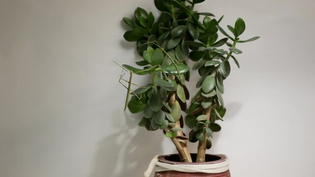 Stick Insects on the leaves of Crassula, Walking sticks, phasmids
