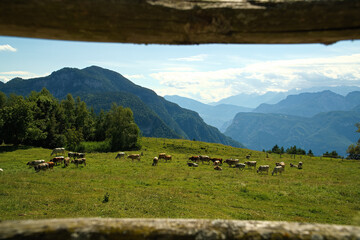 Fototapeta na wymiar Mucche al pascolo con sfondo montagne 