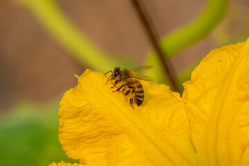 Honey bee on a squash blossom