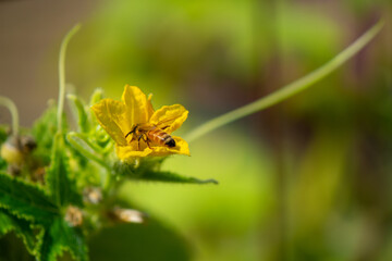 Honey bee visiting a cucumber blossom