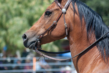 Bay Horse (Equus ferus caballus) in leather bridle, closeup of face 