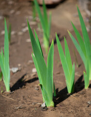 Bearded Iris shoots coming up in Spring