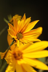 żółte  kwiaty  na  łące  za  miastem  w  promieniach  słońca © Mirosaw