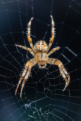 Detailed close up of a Garden spider in sunlight, against a dark background. Sitting in the center of the web
