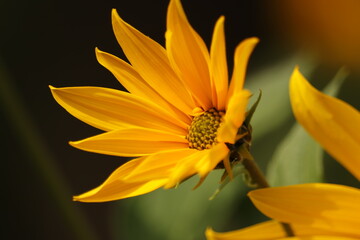 żółte  kwiaty  na  łące  za  miastem  w  promieniach  słonecznych © Mirosaw