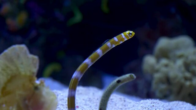 close up of wormfish in an aquarium