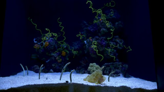 wormfish in an aquarium