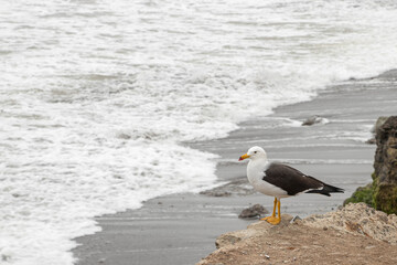 seagull perched on the coast