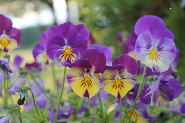 purple and yellow flowers