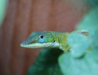 Green anole lizard