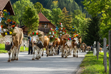 Charmey, Fribourg, Switzerland - 28 September 2019 : Farmers with a herd of cows on the annual transhumance at Charmey near Gruyeres, Fribourg zone on the Swiss alps - obrazy, fototapety, plakaty