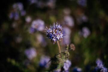 blume