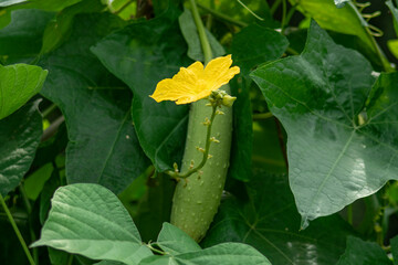 Dhundol & Flower - Furol or Green Loofah Gourd on White.