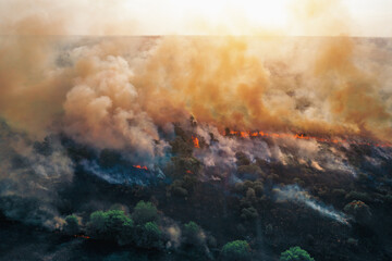 Aerial drone view of fire or wildfire in forest with huge smoke clouds, burning dry trees and grass.