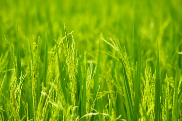 Green Baby Rice Paddy Plant