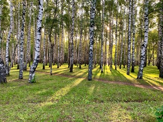 Obraz premium trees in the park