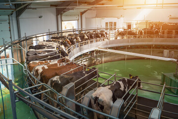 Process of milking cows on industrial rotary machine equipment in new modern dairy farm.