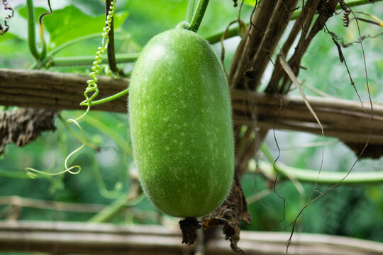 Winter Melon - Ash Gourd Plant