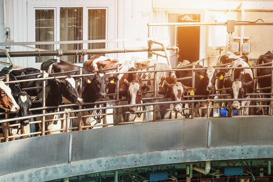 Process of milking cows on industrial rotary machine equipment in new modern dairy farm.