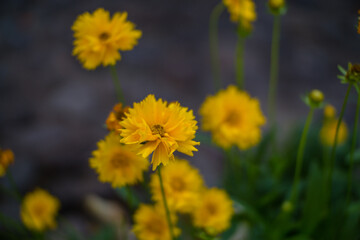 yellow dandelions on a meadow