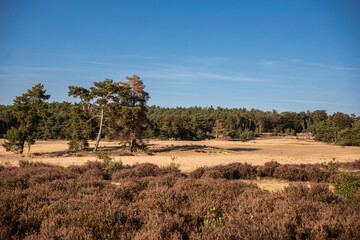 Fototapeta na wymiar Heide en zandverstuiving bij Rozendaal op de Veluwezoom