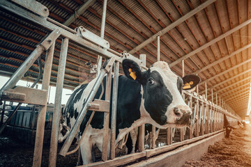 Agriculture Industry, dairy farm cow husbandry, portrait of milking cow head in cowshed. © DedMityay