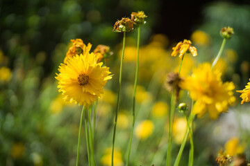 yellow flowers in the field