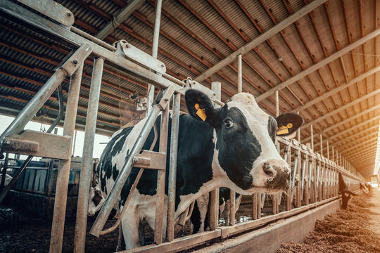 Agriculture Industry, dairy farm cow husbandry, portrait of milking cow head in cowshed.